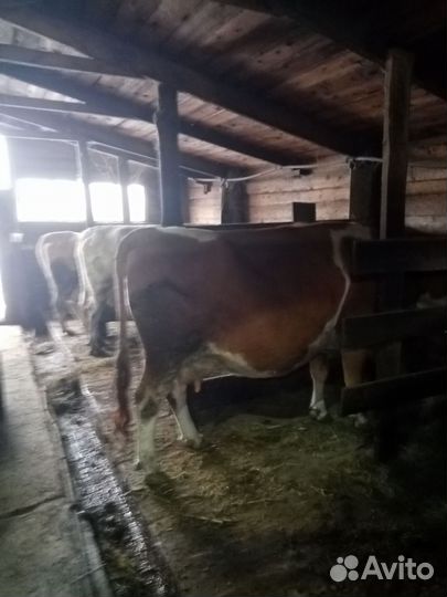 Коровы дойные