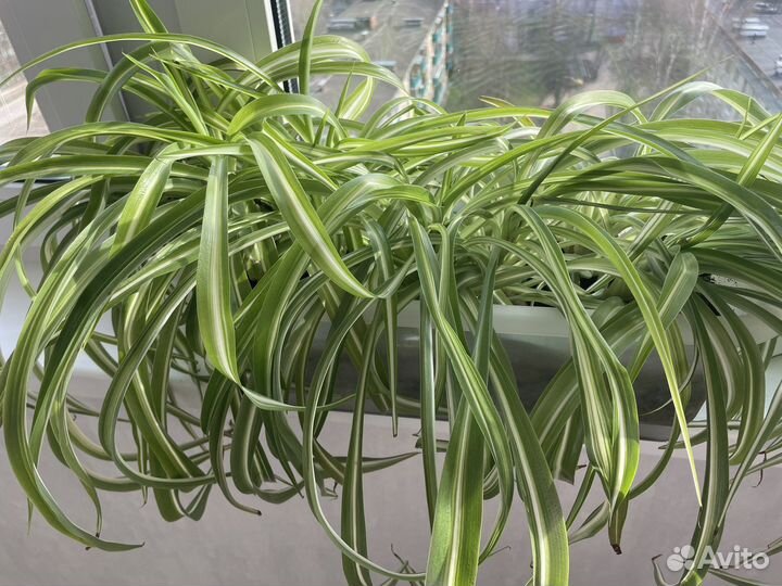 Хлорофитум