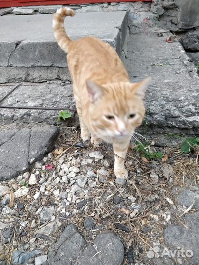 Котики бесплатно