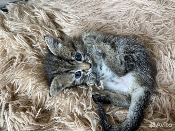 Котенок в добрые руки