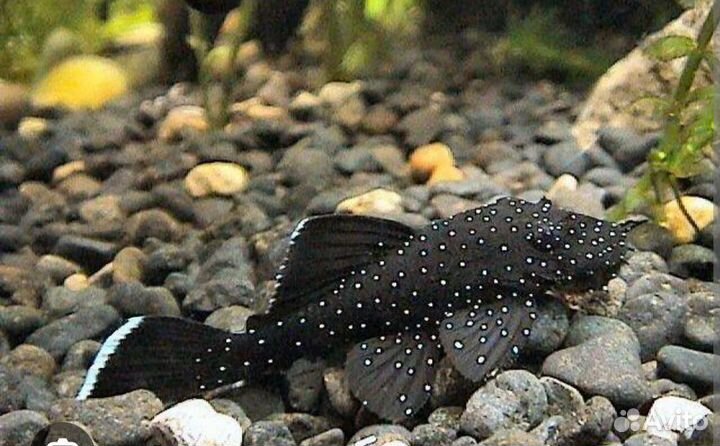 Анциструс l 144 (снежок), l 181 (звездчатый)