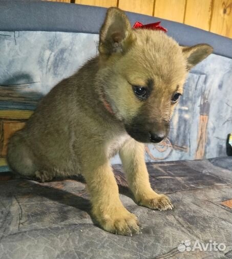 Щенок Девочка Волчонок