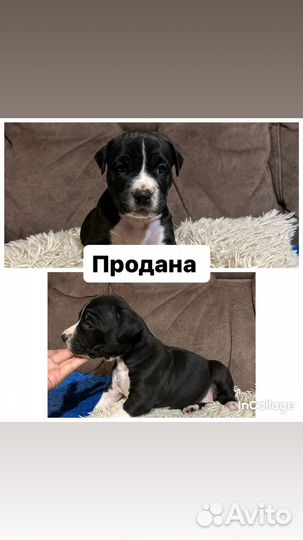 Щенки стаффорда
