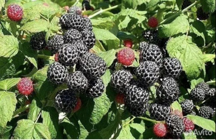 Малина Камберленд саженцы