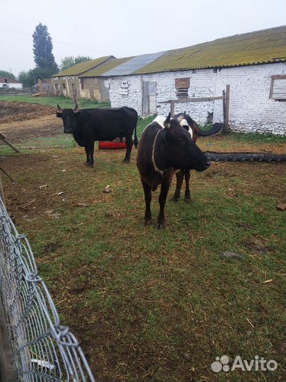 Коровы, телята