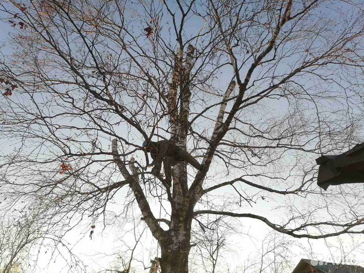 Спил, кронированние, лечение деревьев, арбористика