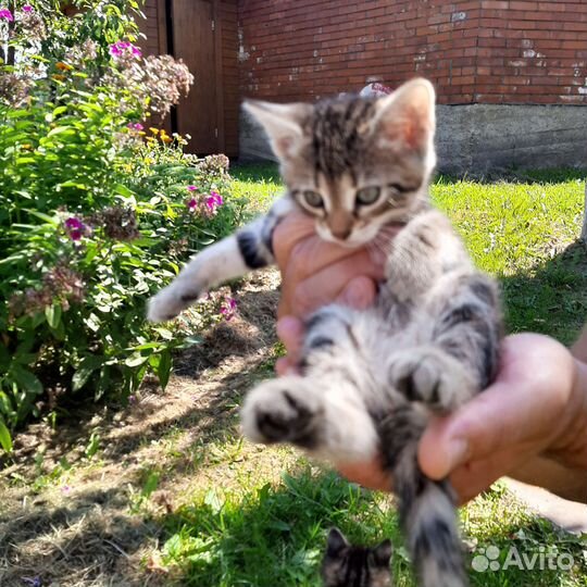 Котята коты кошки