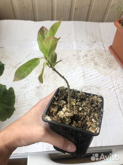 Бересклет европейчкий саженцы