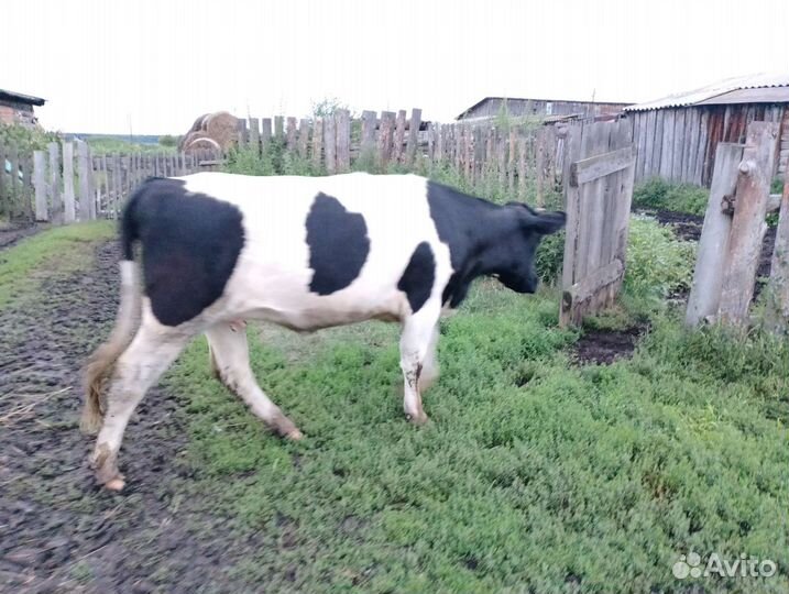 Стельная телка