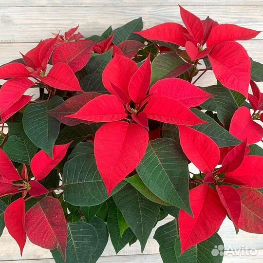 Пуансеттия Рождественская звезда