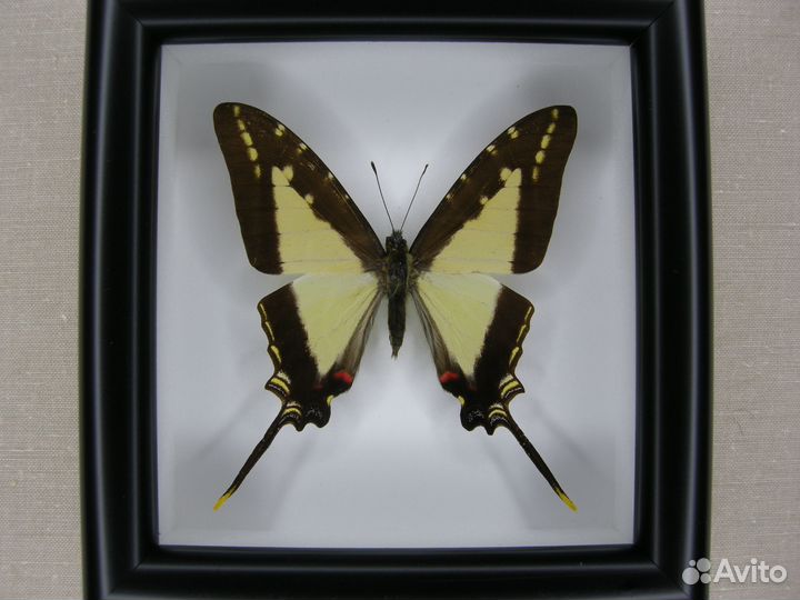 Бабочка в рамке - Graphium agamemnon