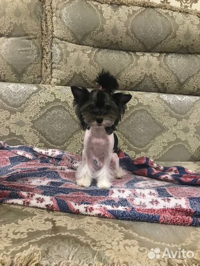 Бивер йорк девочка