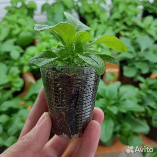 Петуния ампельная