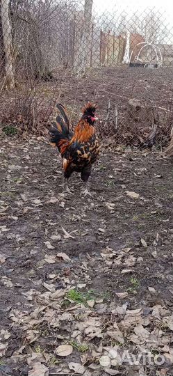 Петухи павловские