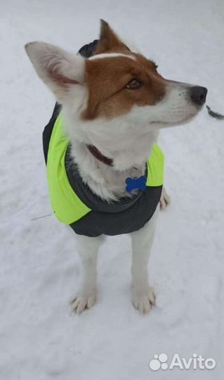 Стерилизованная молодая собачка, метис