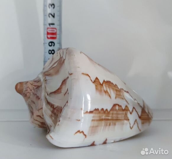 Ракушка морская большая