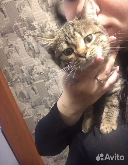 Отдам бесплатно