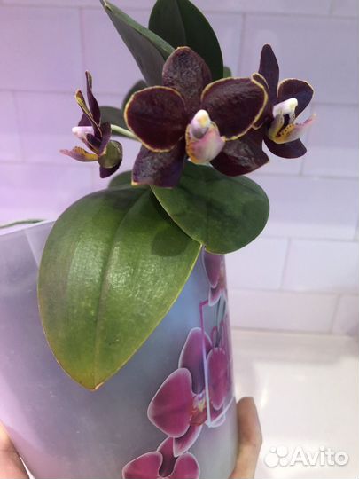 Фаленопсис Эсми