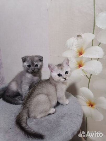 Шотландская