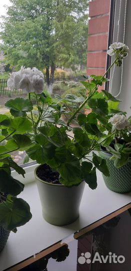 Пеларгония герань сортовая, белая