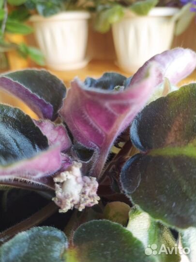 Сортовые фиалки