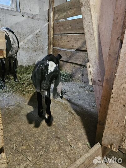 Продам Англо нубийский козочку