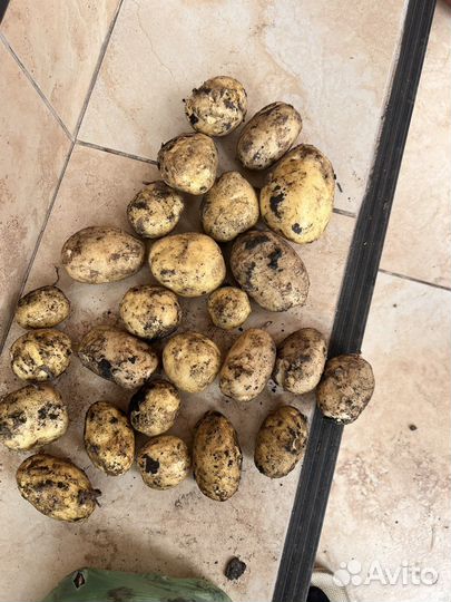 Картофель оптом