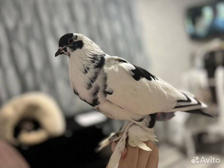 Ручной голубь + комплект