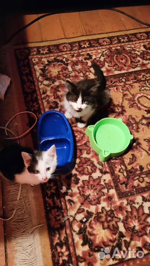 Котята метисы