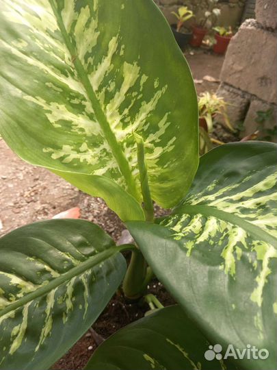 Диффенбахия