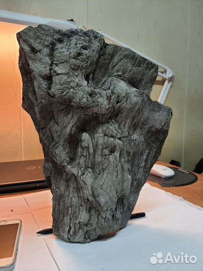 Окаменевшее дерево, фрагмент