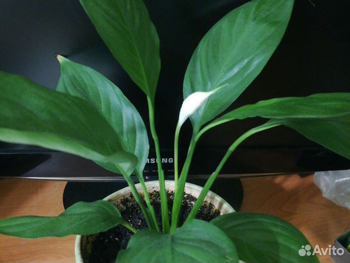 Спатифиллум