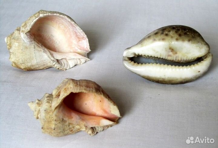 Набор морских раковин для аквариума