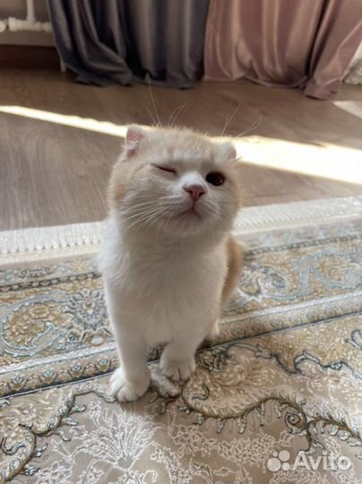 Кот манчкин