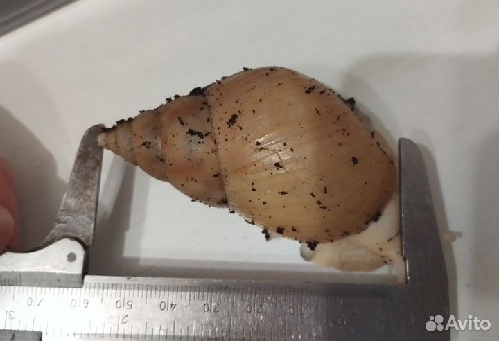 Улитята ахатины фулики (бесплатно)