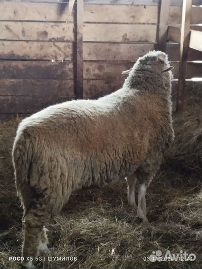 Баран на племя