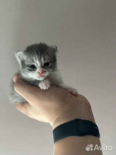 Британские котята