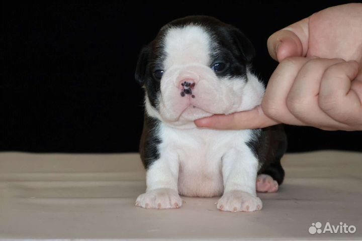 Бостон терьер(мальчик)