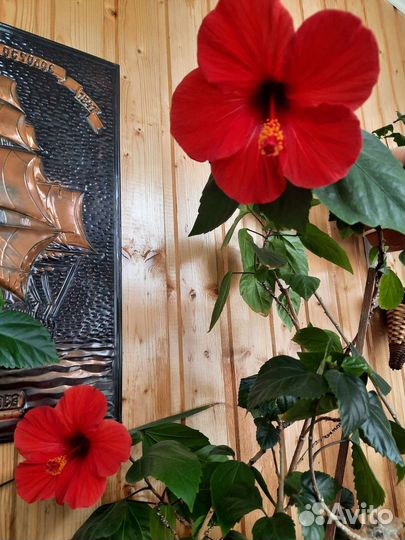 Гибискусы,пеларгонии,ирис африканский