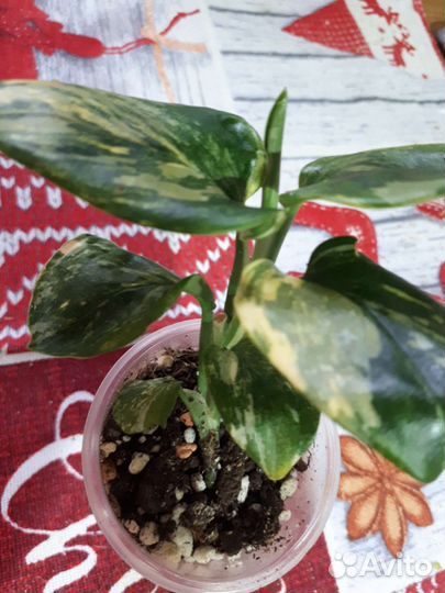 Замиокулькас чёрный, Зензи Филодендрон жёлт кобра