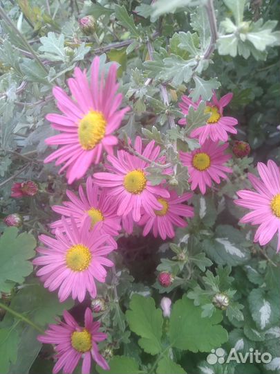 Хризантема