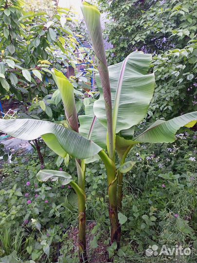 Банановая пальма