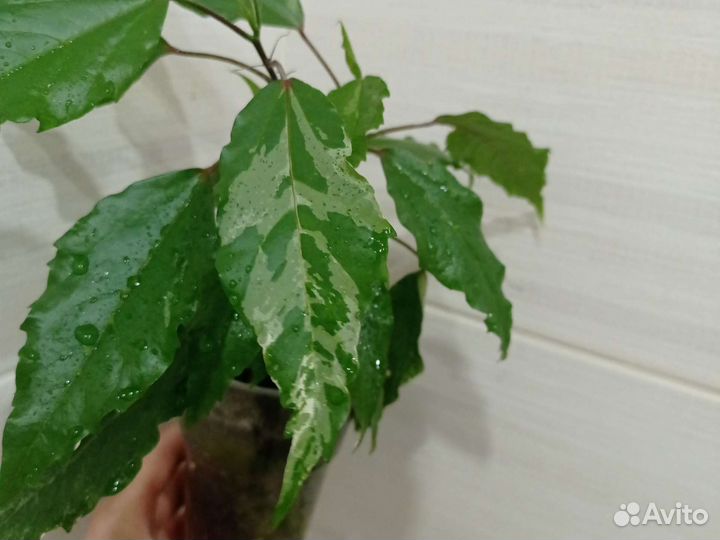 Гибискус вариегатный