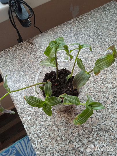 Каллизия элегантная (изящная)