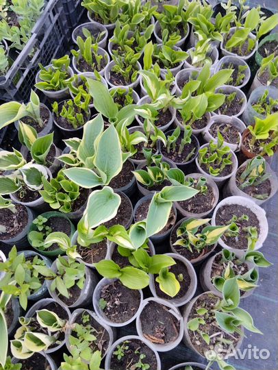 Многолетники, кустарники, плодовые