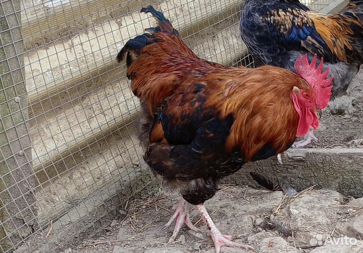 Молодые петухи