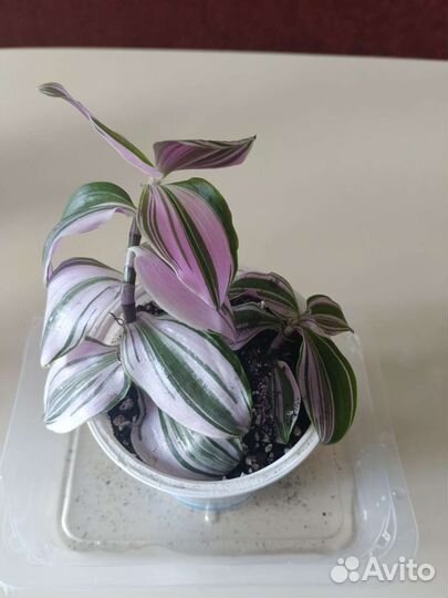 Традесканция