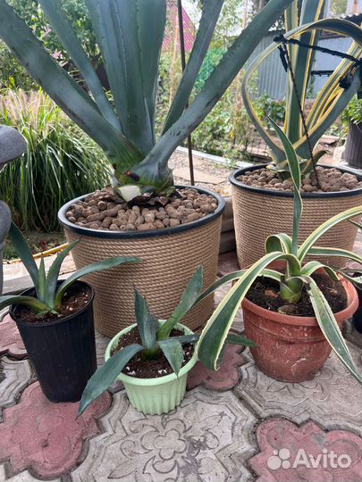 Агава голубая