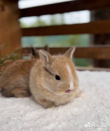 Карликовые Мини Кролики Домашние из Питомника