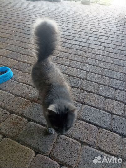 Кошка в добрые руки бесплатно